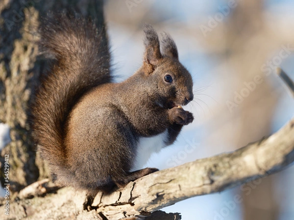 Fototapeta 冬のエゾリス