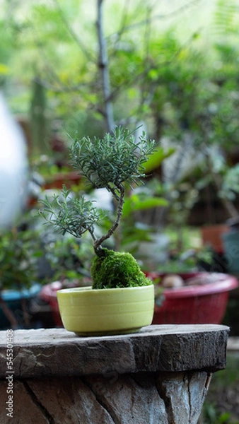 Obraz Garden bonsai