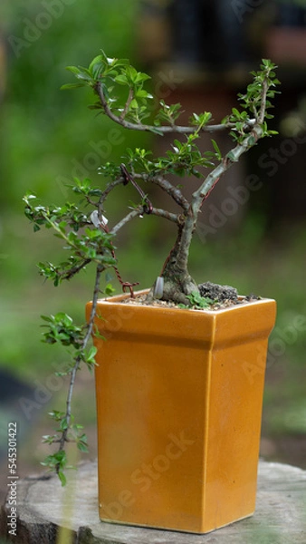 Obraz Garden bonsai