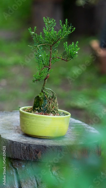 Obraz Garden bonsai