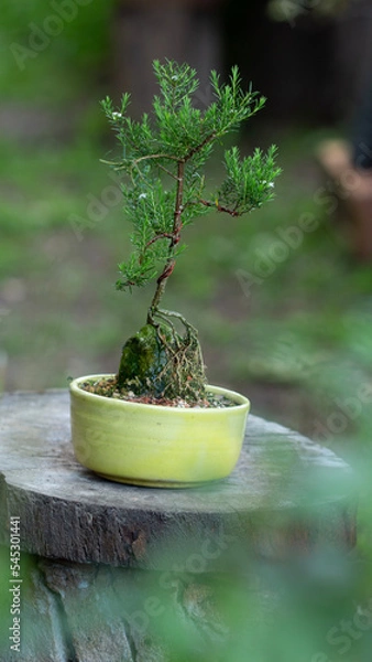 Obraz Garden bonsai