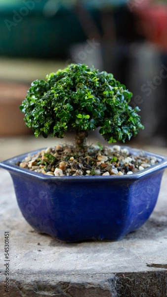 Obraz Garden bonsai