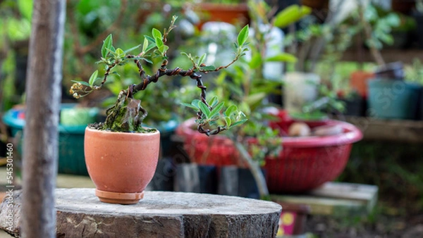 Obraz Garden bonsai
