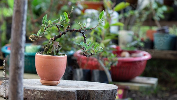 Obraz pots on the table