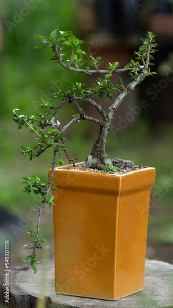 Obraz bonsai tree in flowerpot