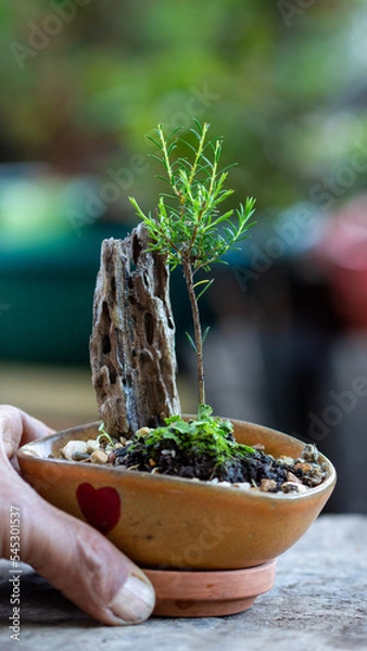 Obraz herbs in a pot