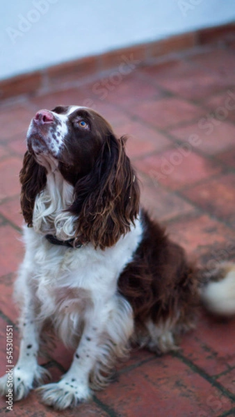Obraz english cocker spaniel
