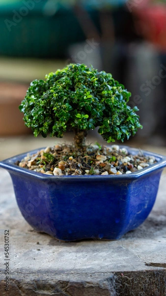 Obraz rosemary in a pot