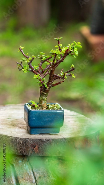 Obraz tree in a vase