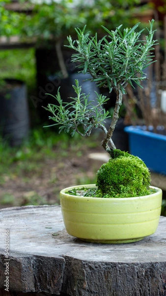 Obraz cactus in a pot