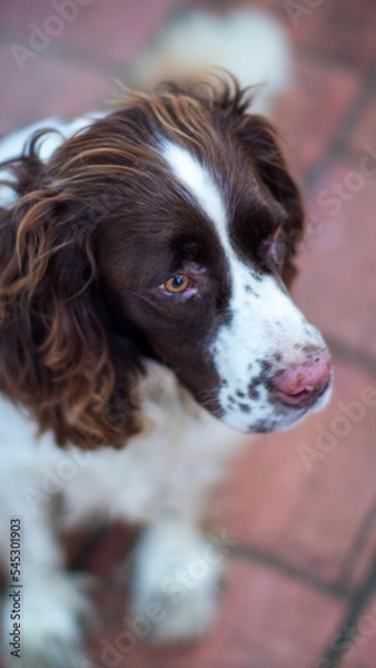 Obraz english cocker spaniel