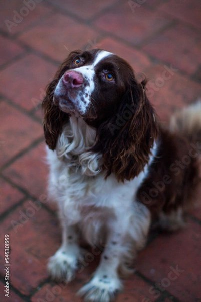 Obraz english cocker spaniel