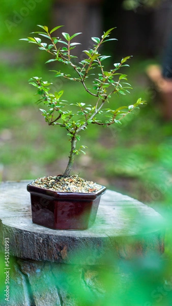 Obraz tree in a pot