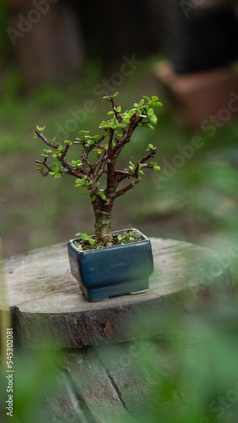 Obraz tree in a garden
