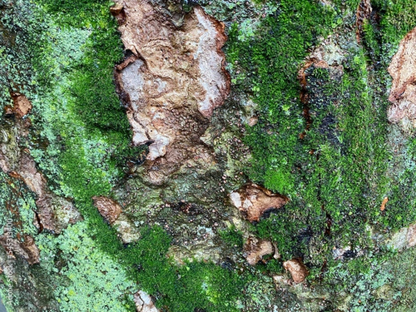 Obraz 濡れた木の幹