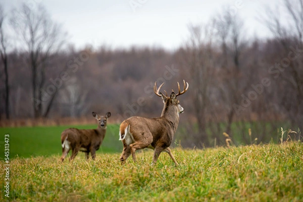 Obraz White-tailed deer buck (odocoileus virginianus) chasing a doe during the rut in Wisconsin