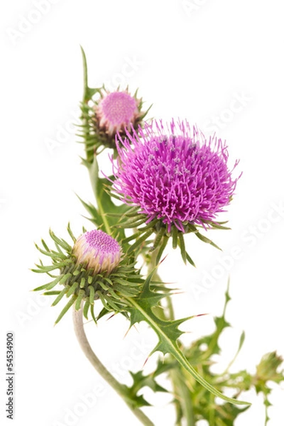 Fototapeta thistles