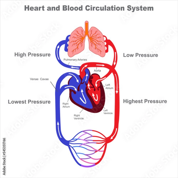 Fototapeta Human circulatory system and Blood circulation vevtor illustraion