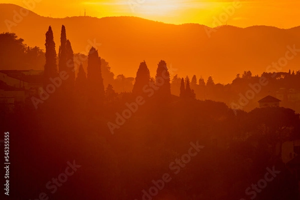 Fototapeta Cypress trees in a sunset view