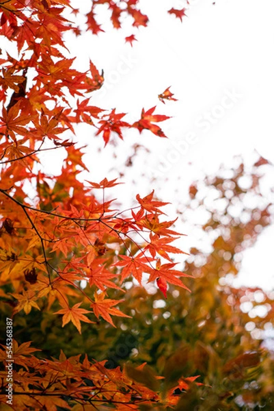 Obraz red autumn leaves