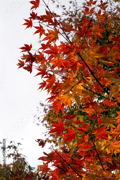 Obraz red autumn leaves