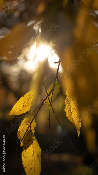 Fototapeta autumn leaves 