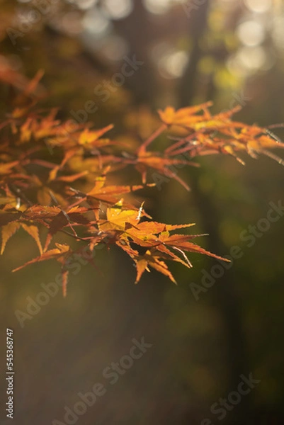 Obraz autumn leaves background