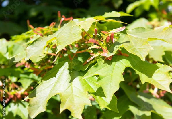 Fototapeta leaves and fruits of Maple (Acer) in sunny spring day