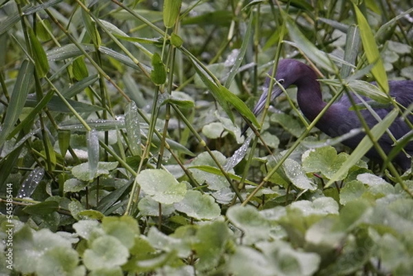 Obraz Birds of Costa Rica in Tortuguero