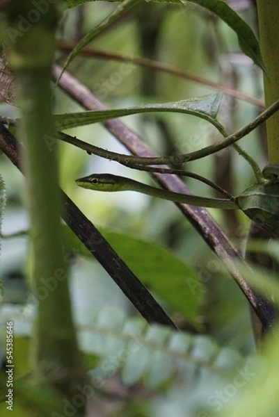 Obraz Vivid hidden in freedom in Costa Rica
