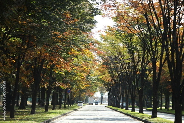 Fototapeta 並木の紅葉