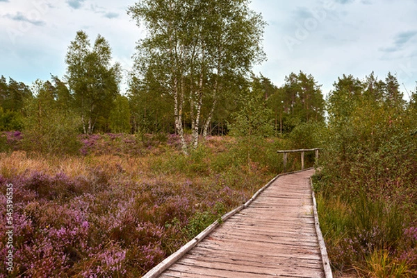 Obraz Lüneburger Heide