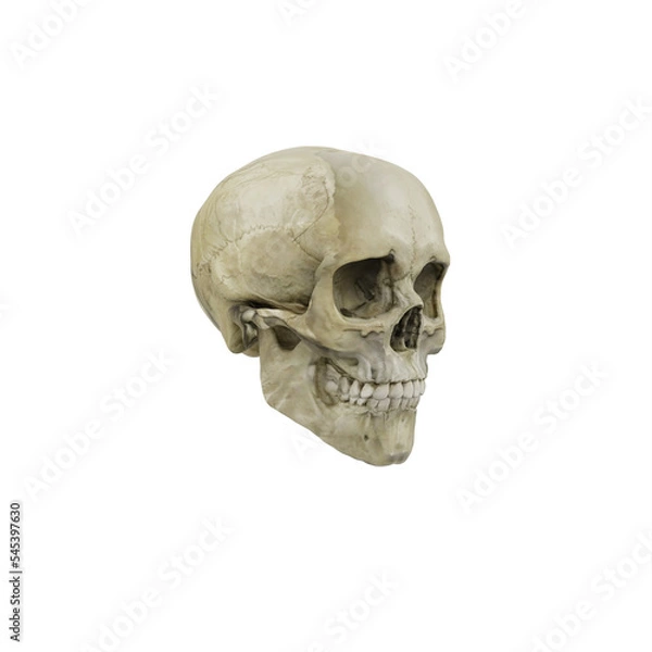 Fototapeta Female skull perspective view