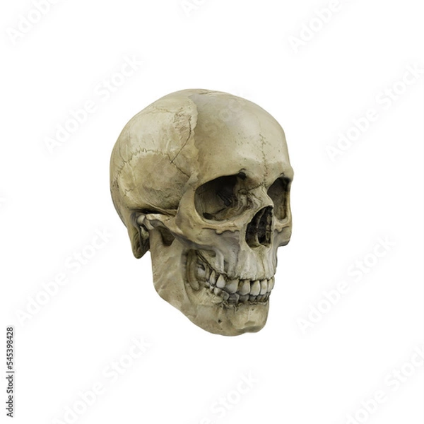 Fototapeta Male perspective view skull