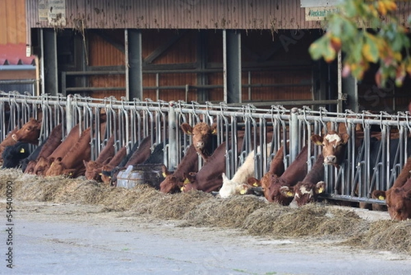 Obraz angus cows eating hey in a farm