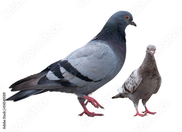 Obraz Dove isolated on white. Clipping path