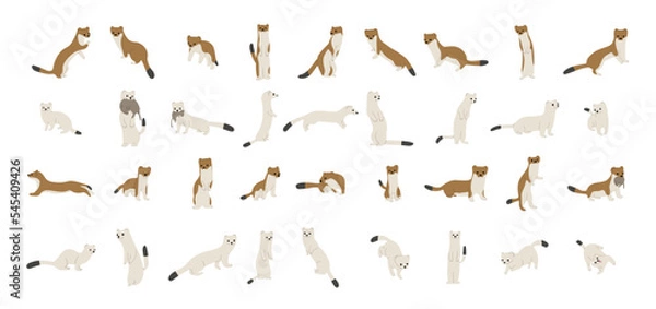 Fototapeta stoats,ermine and weasels cute collection 1 on a white background, vector illustration, Some stoats turn completely or partially white in winter.