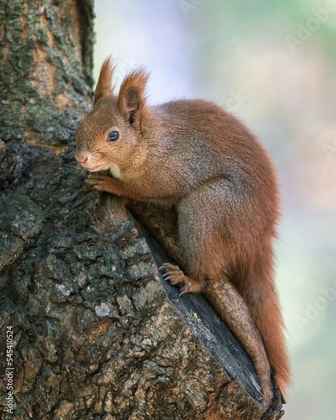 Fototapeta Eurasian Red Squirrel in the Autumn