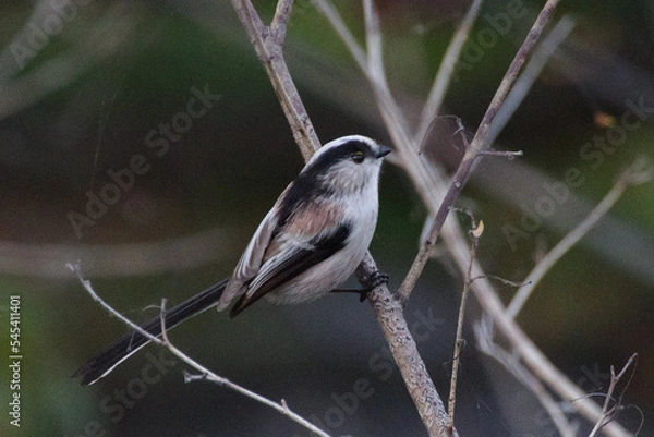 Fototapeta エナガ