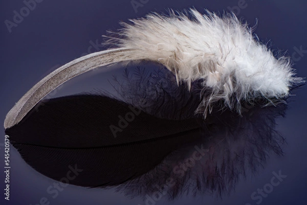 Obraz feather