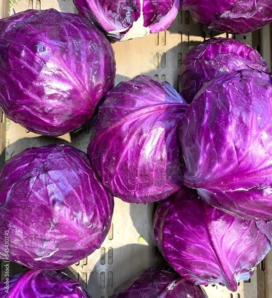 Obraz red cabbage background