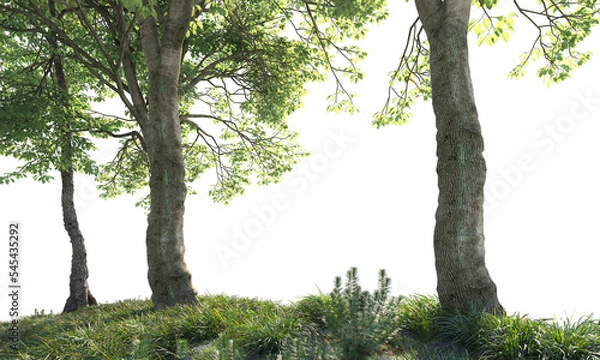 Obraz tree trunk in the forest