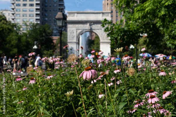 Fototapeta Beautiful Flowers in front of the Arch at Washington Square Park during the Summer in New York City