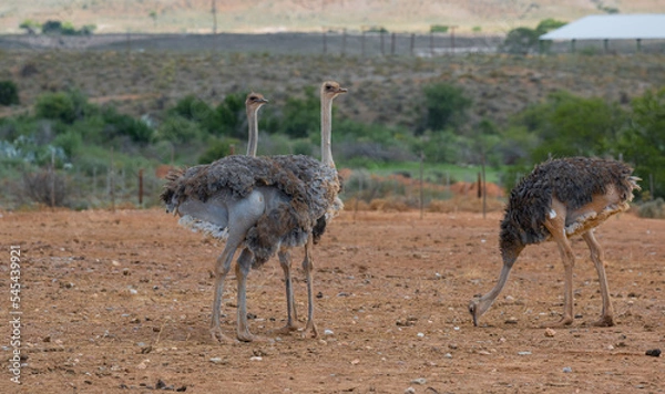 Fototapeta Afrikanische Strauße auf einer Straußenfarm in der Halbwüstenlandschaft Oudtshoorn Südafrika