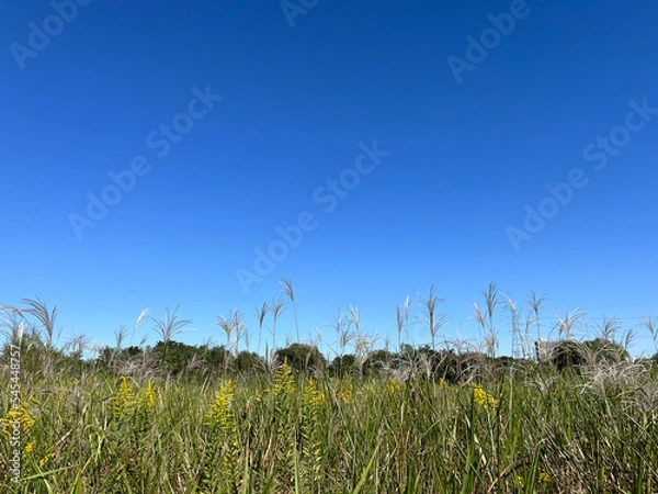 Fototapeta 青空とススキ