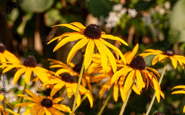 Fototapeta Sonnenhut oder Echinacea