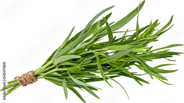 Obraz Tarragon bunch isolated on white background