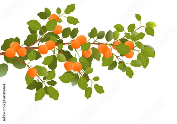 Fototapeta Tree branch apricot with ripe fruits. Garden plant with edible harvest. Isolated on white background. Branch with foliage and leaves. Vector