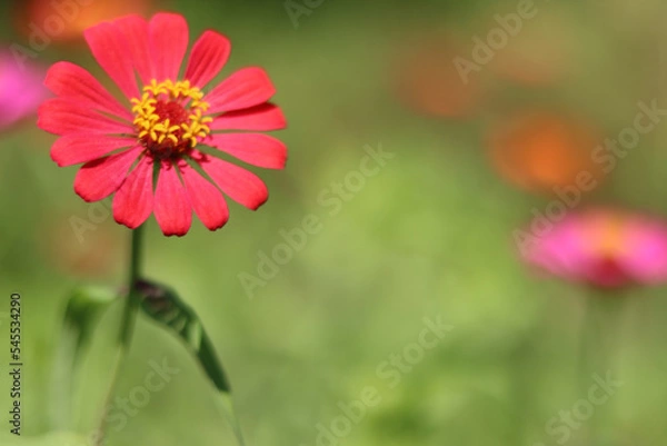 Obraz red flower in the garden