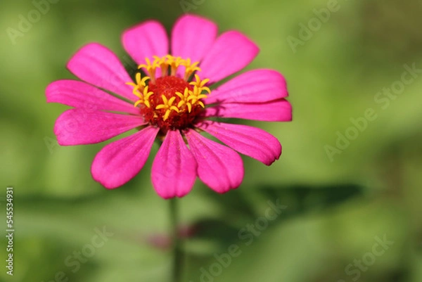 Obraz pink flower